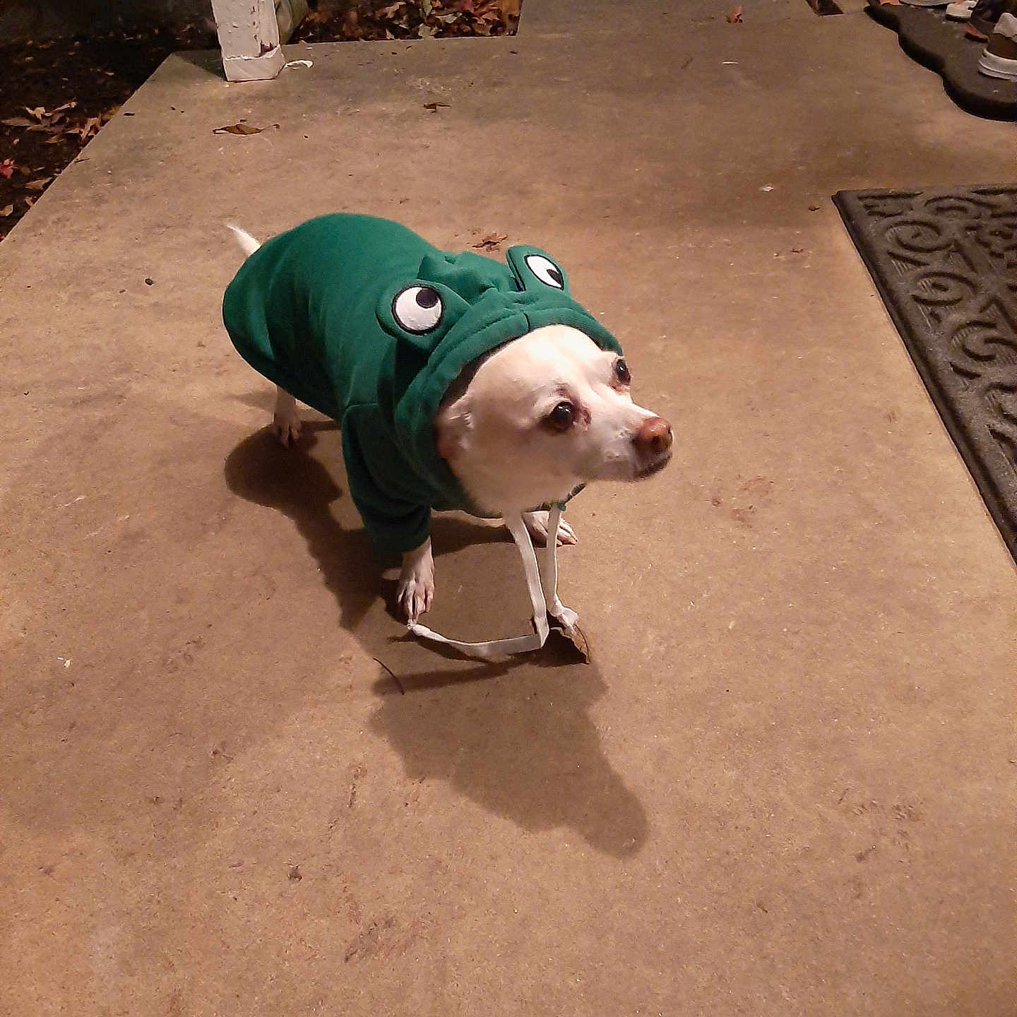 Novey joined the competition — help win amazing prizes! animal, canine, casual, concrete, costume, curious, cute, dog, evening, fall_leaves, green_clothing, hoodie, outdoor, pet, pet_clothes, porch, shadow, shoes, small_dog, walking