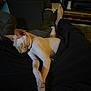 sphynx_cat, cat, hairless_cat, sleeping, pet, animal, indoor, person, legs, black_pants, couch, living_room, cozy, relaxation, furniture, dim_lighting, shadow, closeup, resting, domestic_animal