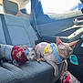 sphynx_cat, cat, hairless_cat, car_interior, car_seat, pet, animal, feline, pet_clothing, red_sweater, yellow_harness, window, seatbelt, grocery_bag, plastic_bag, indoor, two_cats, looking, ears, curious