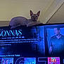 Baldie joined the competition — help win amazing prizes! sphynx_cat, cat, hairless_cat, television, tv_screen, movie_menu, indoor, pet, animal, resting, looking, screen_text, entertainment, technology, living_room, electronics, feline, curious, relaxed, home