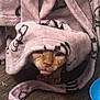 Baldie is registered to the contest to win money with this photo: cat, blanket, pink, floor, wooden_floor, pet, animal, indoor, cozy, tongue_out, peeking, curious, soft_texture, pattern, blue_bowl, feline, cute, home, playful, wrapped