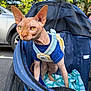sphynx_cat, cat, pet, stroller, blue_clothing, outdoor, car, blanket, trees, sunlight, animal, feline, hairless_cat, pet_accessory, leisure, urban, daytime, close_up, cute, curious