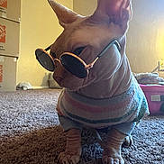 Baldie is registered to the contest to win money with this photo: sphynx_cat, cat, hairless_cat, sunglasses, sweater, indoor, carpet, pet, animal, cute, feline, fashion, accessory, room, boxes, cozy, portrait, side_view, cool, domestic