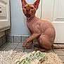 sphynx_cat, hairless_cat, cat, bathroom, tile_floor, bath_mat, pet_care, bottles, indoor, door, cabinet, animal, feline, curious, pink_skin, paw, pet, cleaning_products, closeup, pet_grooming