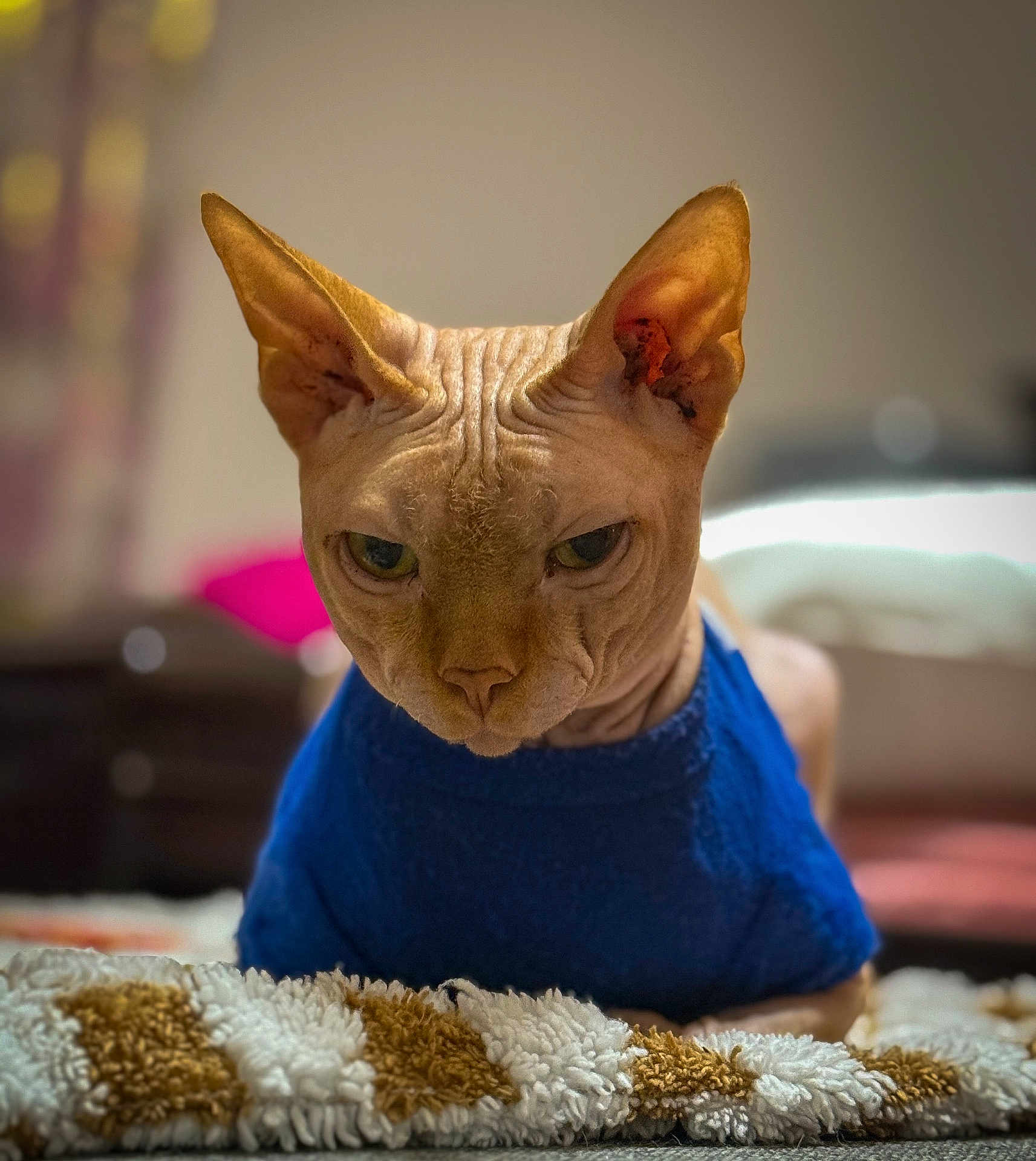 Baldie joined the competition — help win amazing prizes! sphynx_cat, cat, pet, animal, blue_sweater, close_up, portrait, indoor, feline, wrinkled_skin, texture, blanket, resting, focused, ears, eyes, furless, background_blur, domestic, cute