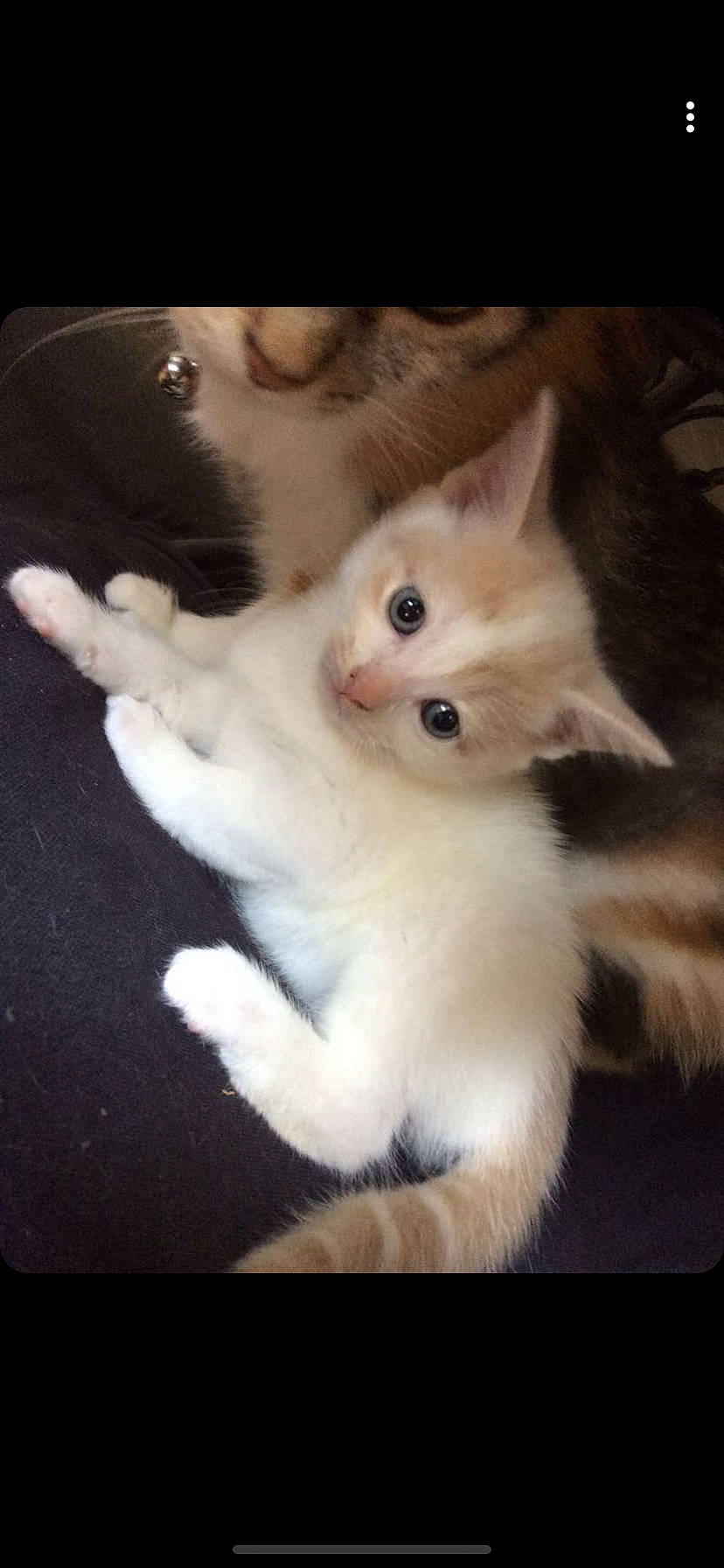 Simba