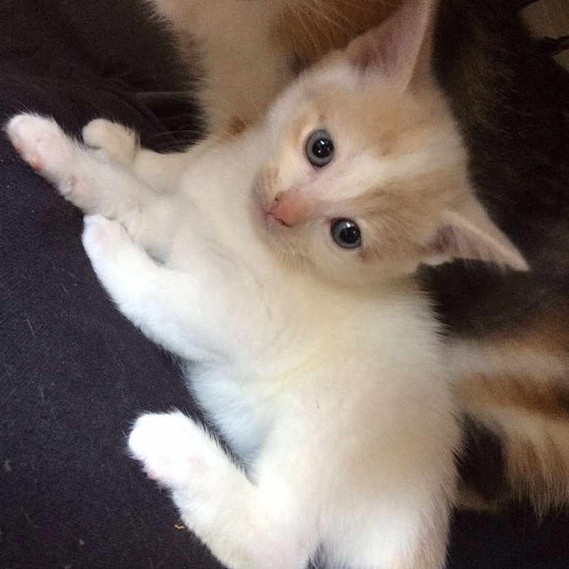 Simba