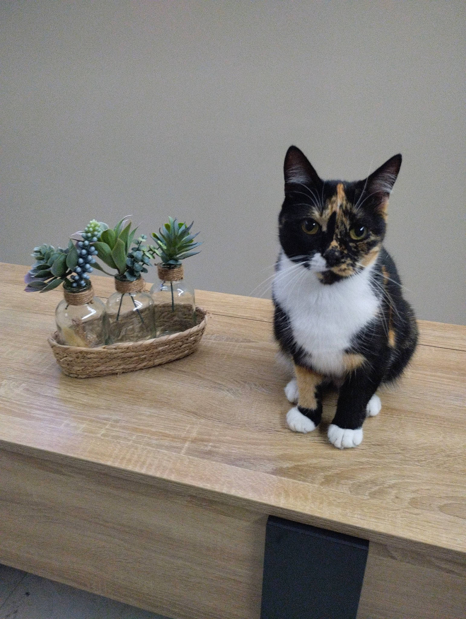 Bella