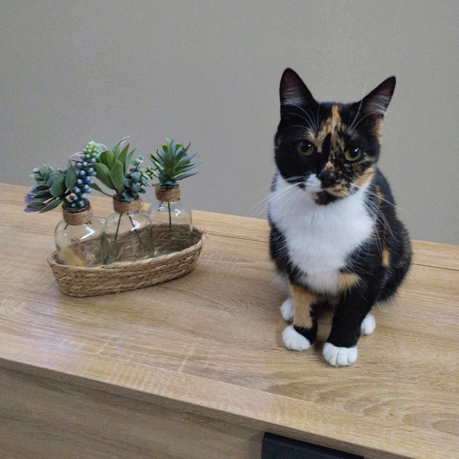 Bella