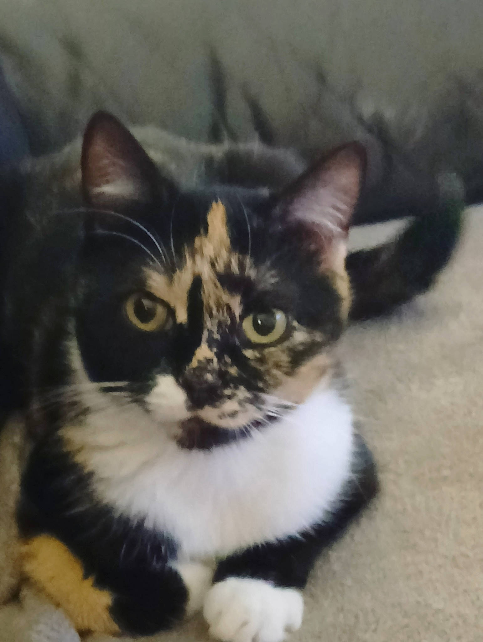 Bella participe au concours pour gagner de l'argent avec cette photo : carnivore, cat, domestic_short_haired_cat, felidae, fur, paw, small_to_medium_sized_cats, snout, tail, terrestrial_animal, whiskers, window