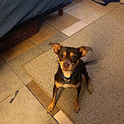 Dipper joined the competition — help win amazing prizes! alert, animal, bed, blue_bedspread, brown_dog, carpet, collar, companion, cute, dog, domestic, ears_up, floor, furniture, home, indoor, looking_up, pet, small_dog, tile_floor