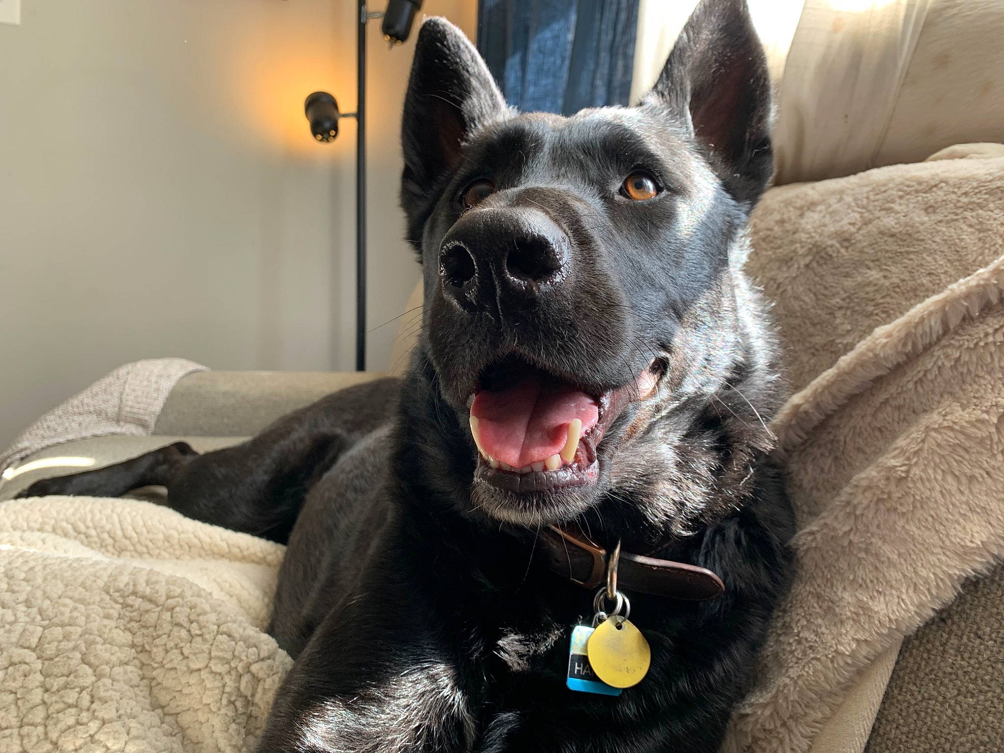 Harvey is registered to the contest to win money with this photo: canidae, canis, carnivore, collar, companion_dog, dog, dog_breed, dog_collar, fang, fawn, fur, giant_dog_breed, guard_dog, herding_dog, non_sporting_group, snout, sporting_group, whiskers, working_animal, working_dog