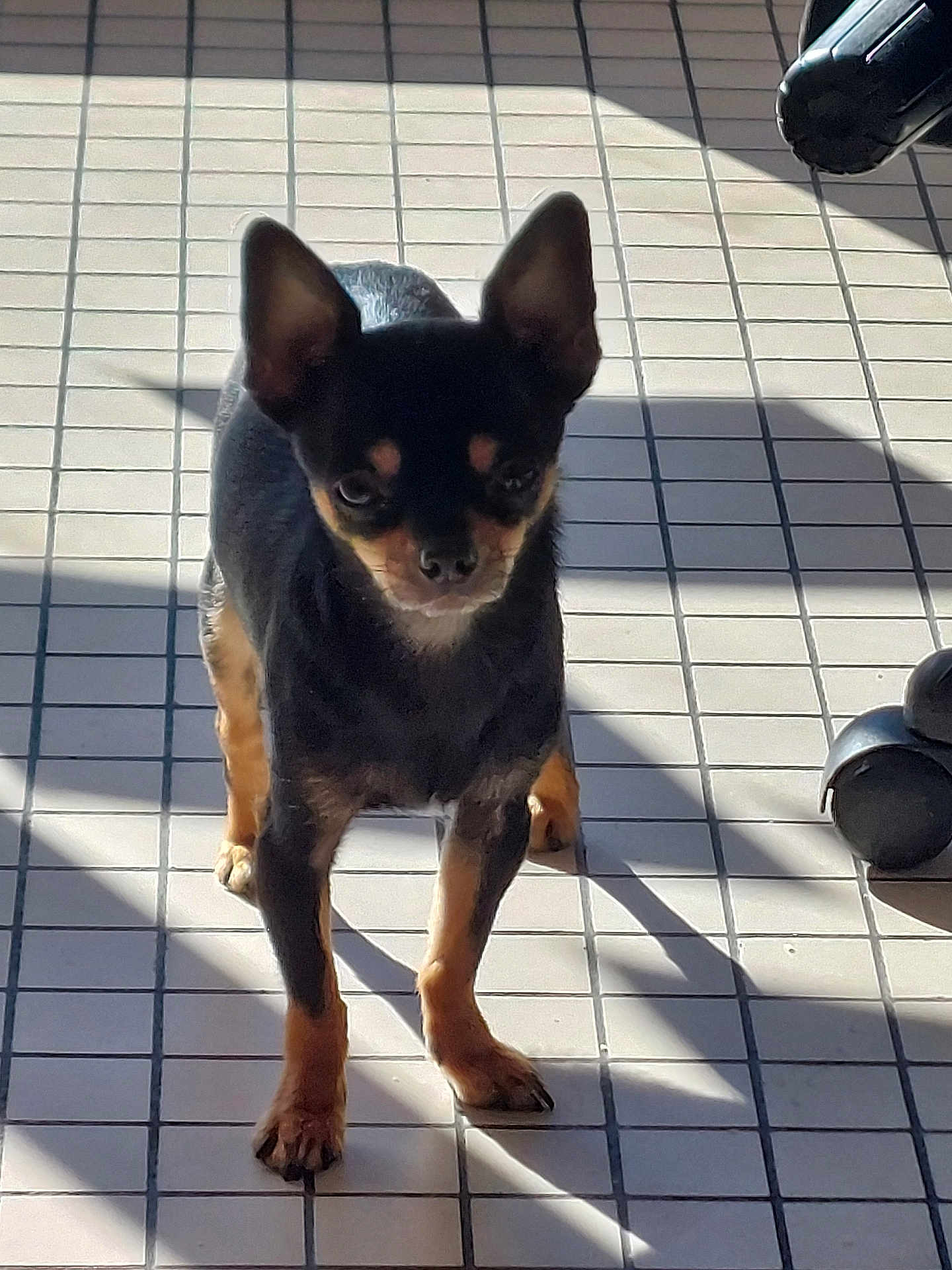 Stitch a rejoint le concours — aidez-le/la à gagner de superbes lots ! dog, small_dog, black_dog, tan_dog, tile_floor, shadow, sunlight, indoor, pet, standing, ears_up, alert, floor_tiles, four_legs, paw, close_up, companion, animal, domestic_animal, chair_wheels