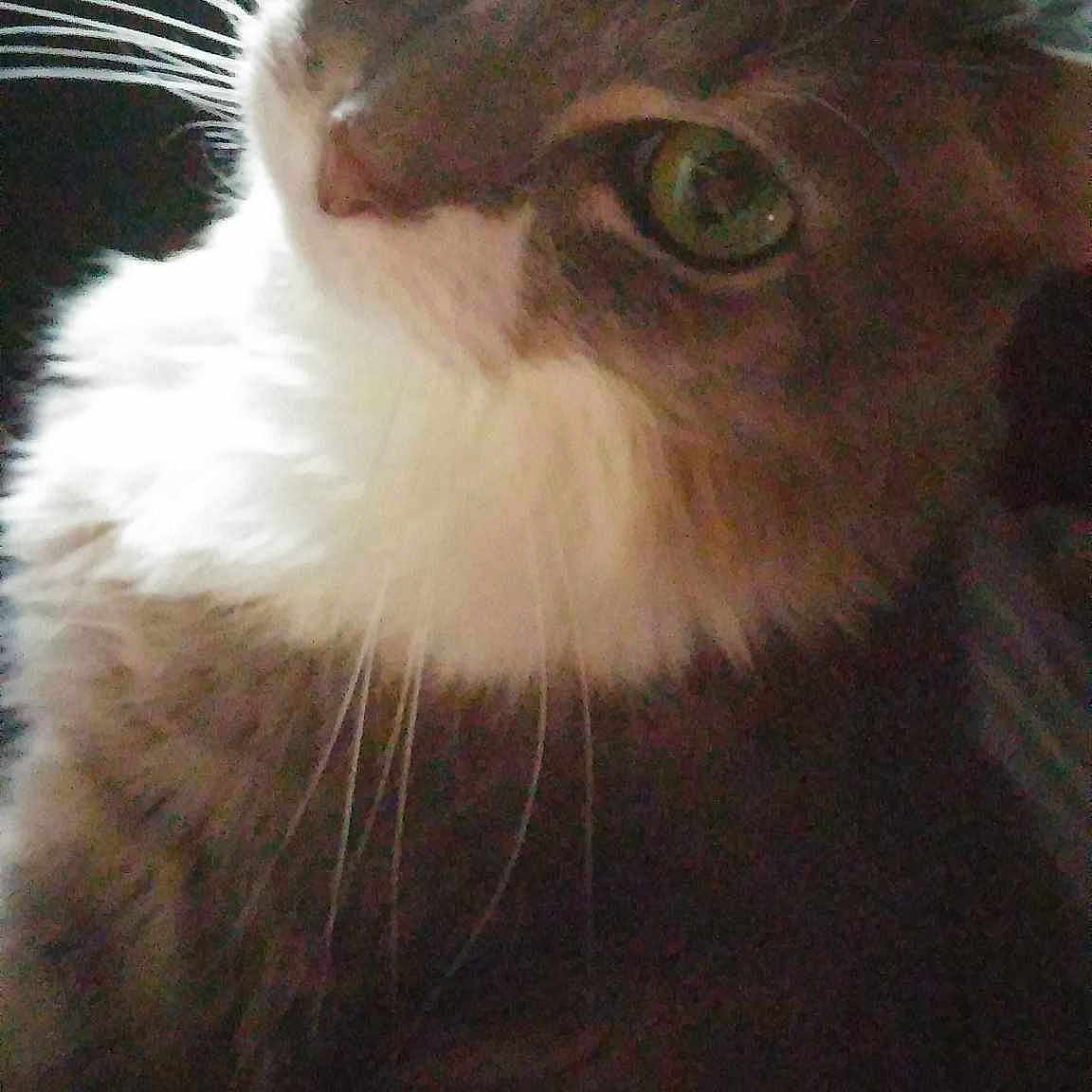 Gracie joined the competition — help win amazing prizes!