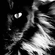Pilou participe au concours pour gagner de l'argent avec cette photo : animal, black_and_white, cat, close_up, closeup, contrast, dark, eye, face, feline, fur, mystery, nature, pet, portrait, shadow, soft, texture, whiskers, wild