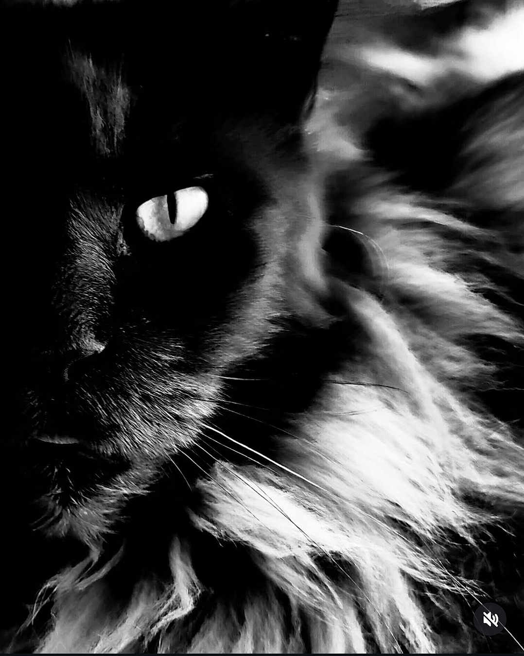 Pilou