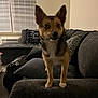 Dixie joined the competition — help win amazing prizes! dog, pet, indoor, living_room, couch, pillow, curious, wide_eyes, small_dog, furniture, cozy, carpet, window_blinds, home, animal, mammal, ears, fur, snout, domestic_animal