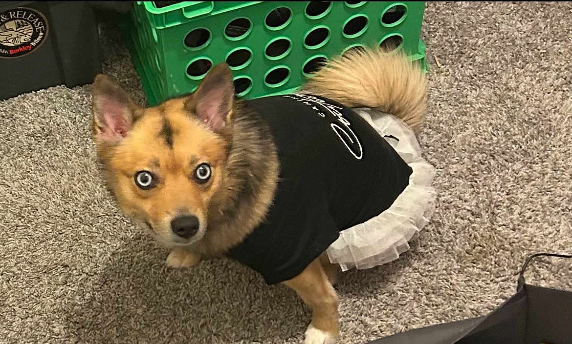 Dixie joined the competition — help win amazing prizes! dog, blue_eyes, black_shirt, white_tutu, carpet, green_crate, pet_clothing, curious, indoor, small_dog, fluffy_tail, ears_up, looking_at_camera, brown_fur, black_fur, mixed_breed, animal, cute, domestic_pet, costume