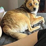 Dixie is registered to the contest to win money with this photo: dog, blue_eyes, couch, indoor, pet, fur, brown_fur, white_fur, animal, canine, relaxed, looking_back, domestic_animal, paw, ear, tail, person_leg, foot, home, resting