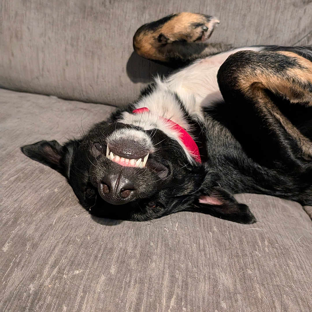 Nero is registered to the contest to win money with this photo: animal, ball, bodypart, bulldog, canine, couch, dog, furniture, hound, indoors, interiordesign, mouth, person, pet, puppy, sleeping, sport, tennis, tennisball, wood
