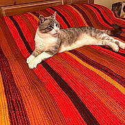 Saki is registered to the contest to win money with this photo: cat, bed, blanket, striped_blanket, headboard, wooden_headboard, furniture, pet, indoor, tabby_cat, white_fur, grey_fur, whiskers, paws, tail, red_stripes, orange_stripes, relaxed, picture_frame, home_decor