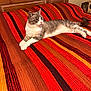 cat, bed, blanket, striped_blanket, headboard, wooden_headboard, furniture, pet, indoor, tabby_cat, white_fur, grey_fur, whiskers, paws, tail, red_stripes, orange_stripes, relaxed, picture_frame, home_decor
