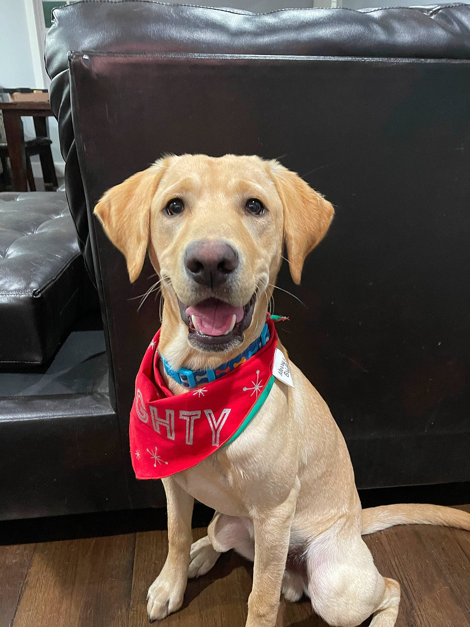 Fozzie is registered to the contest to win money with this photo: canidae, carnivore, collar, companion_dog, dog, dog_breed, dog_clothes, dog_collar, dog_supply, fashion_accessory, fawn, fur, leash, liver, pet_supply, snout, sporting_group, webbing, whiskers, working_animal