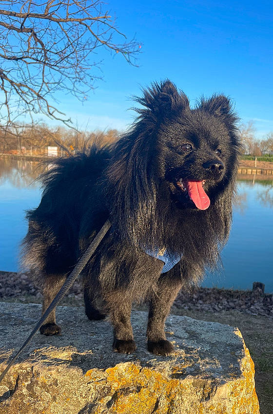 Rocky participe au concours pour gagner de l'argent avec cette photo : canidae, carnivore, companion_dog, dog, dog_breed, fur, giant_dog_breed, lake, landscape, liver, sky, snout, sporting_group, tail, terrestrial_animal, tree, water, wildlife, working_animal, working_dog