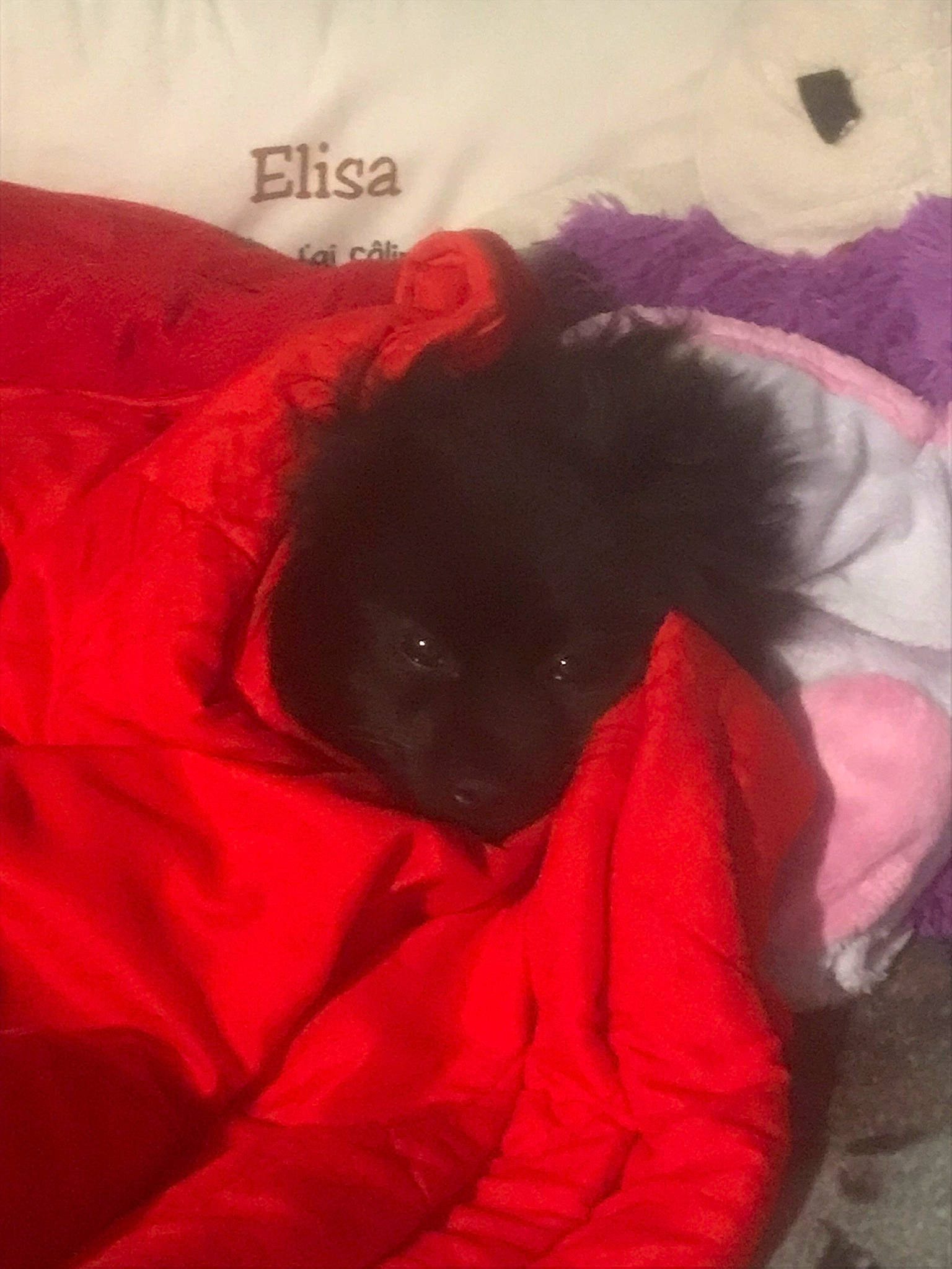 Rocky participe au concours pour gagner de l'argent avec cette photo : canidae, carmine, carnivore, comfort, companion_dog, dog, dog_breed, fur, linens, liver, magenta, nap, petal, pink, sleeve, snout, sporting_group, textile, toy_dog, working_animal