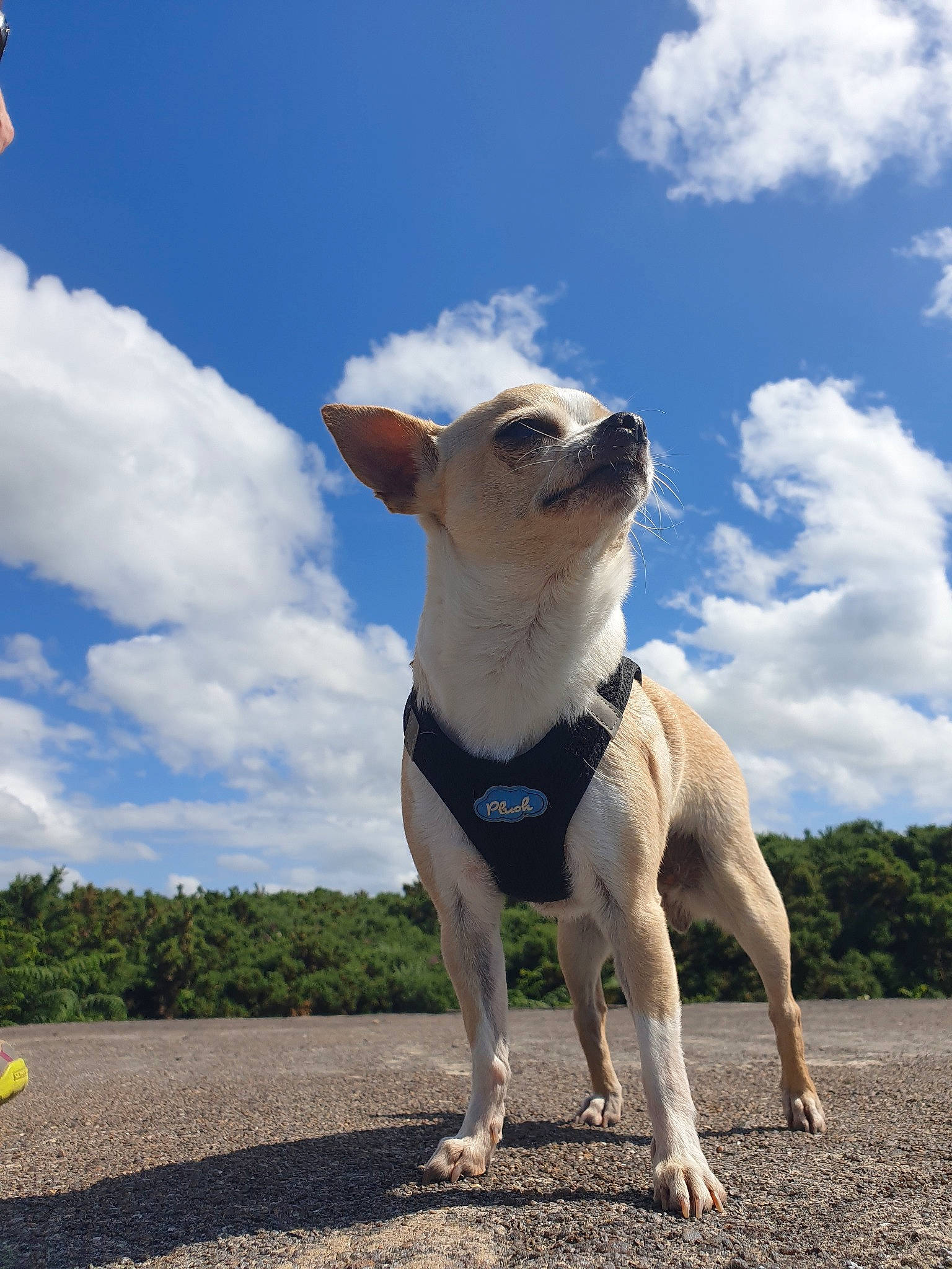 Jipsy participe au concours pour gagner de l'argent avec cette photo : canidae, carnivore, cloud, companion_dog, dog, dog_breed, fawn, feist, jumping, mammal, potcake_dog, sky, snout, sporting_group, vertebrate