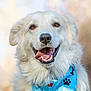 dog, white_dog, pet, portrait, close_up, furry, tongue_out, smiling, bandana, blue_bandana, paw_print, happy, outdoor, bokeh_background, brown_eyes, nose, teeth, domestic_animal, canine, headshot