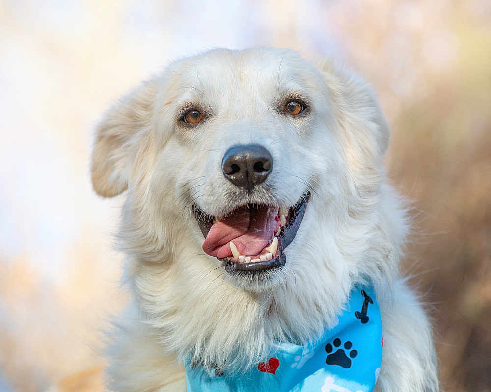 Shunka is registered to the contest to win money with this photo: dog, white_dog, pet, portrait, close_up, furry, tongue_out, smiling, bandana, blue_bandana, paw_print, happy, outdoor, bokeh_background, brown_eyes, nose, teeth, domestic_animal, canine, headshot