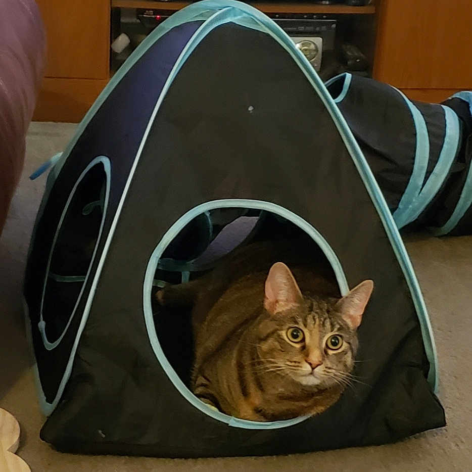 Cali is registered to the contest to win money with this photo: abyssinian, animal, architecture, building, camping, cat, computerhardware, den, doghouse, electronics, hardware, indoors, kennel, kitten, manx, monitor, outdoors, pet, screen, tent