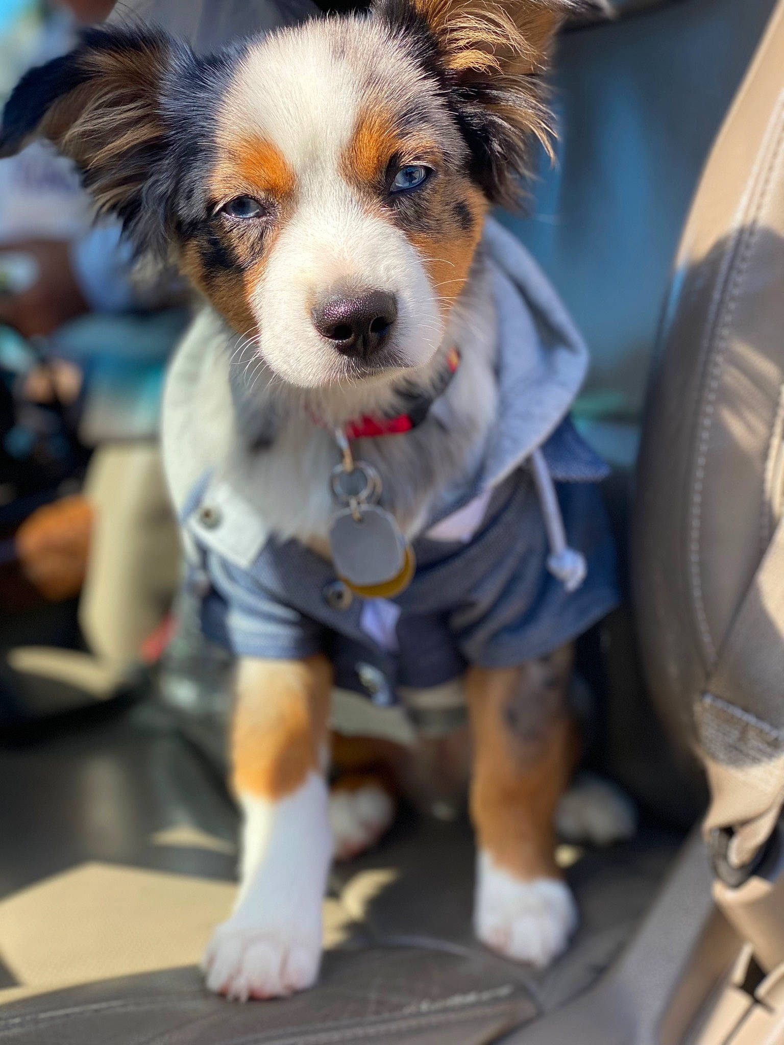 Finn is registered to the contest to win money with this photo: ancient_dog_breeds, canidae, carnivore, companion_dog, dog, dog_breed, dog_supply, fur, snout, sporting_group, toy_dog, vehicle_door, whiskers, working_animal, working_dog