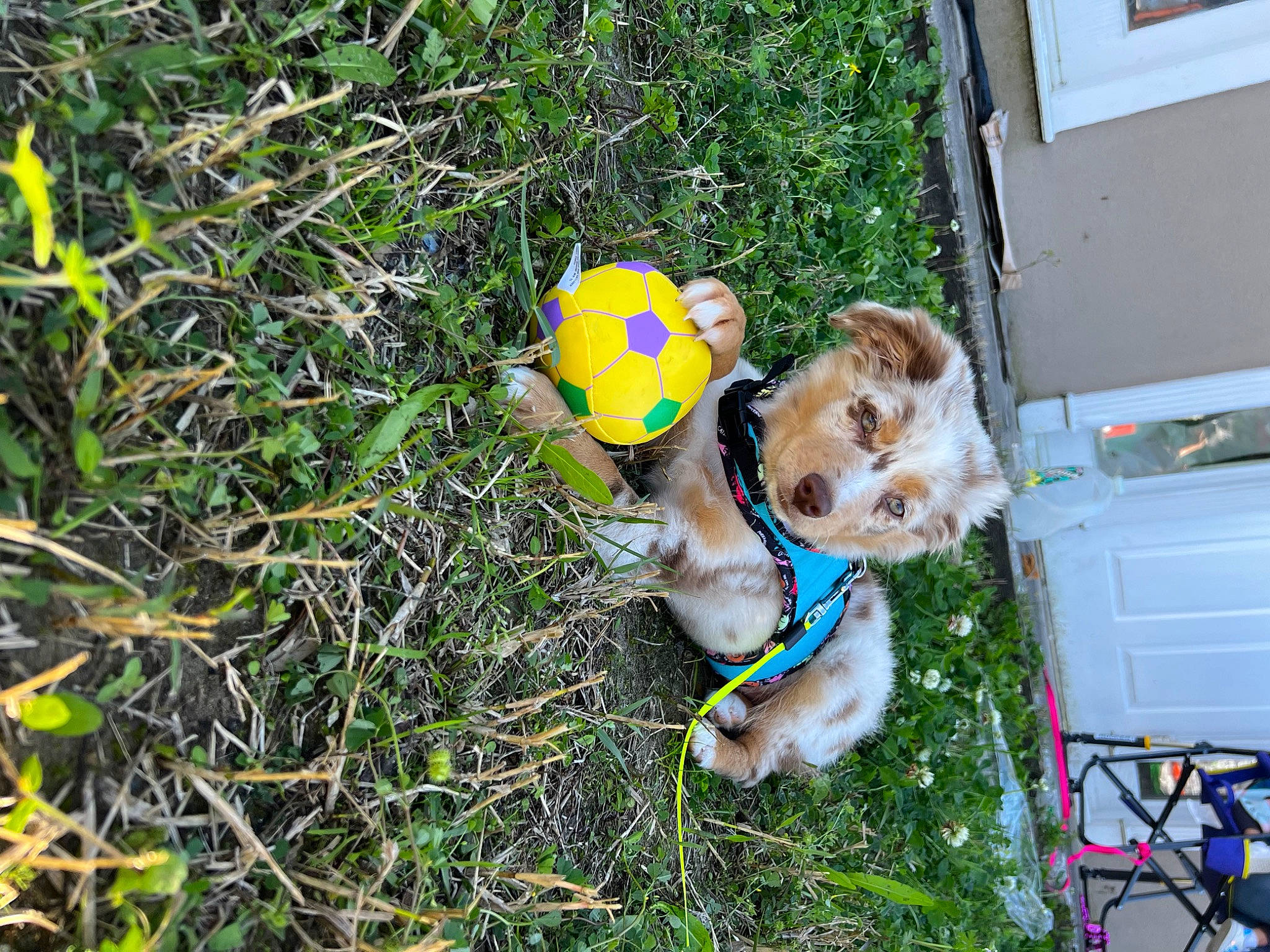 Fancy joined the competition — help win amazing prizes! ball, canidae, carnivore, collar, companion_dog, dog, dog_breed, dog_clothes, dog_collar, dog_supply, fawn, grass, leisure, pet_supply, plant, snout, sporting_group, tennis_ball, toy, working_animal