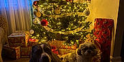 Ranger joined the competition — help win amazing prizes! brown_floor, christmas, christmas_tree, cozy, curtain, decorations, dog, festive, floor, gift_wrap, holiday, indoor, lights, ornament, pet, present, ribbon, two_animals, wall_art, window