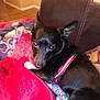 dog, black_dog, collar, blanket, couch, indoor, pet, cozy, fur, animal, looking_up, small_dog, resting, furniture, warm_lighting, ears, snout, eyes, home, comfort