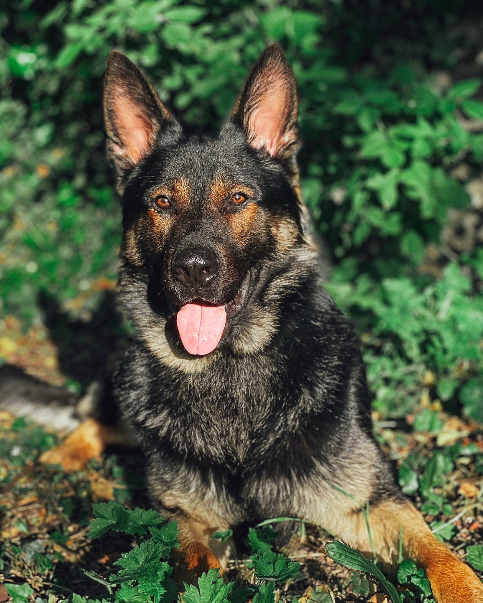 Poker participe au concours pour gagner de l'argent avec cette photo : art, canidae, carnivore, dog, dog_breed, east_european_shepherd, german_shepherd_dog, grass, guard_dog, herding_dog, old_german_shepherd_dog, plant, snout, sporting_group, terrestrial_animal, whiskers, working_animal, working_dog