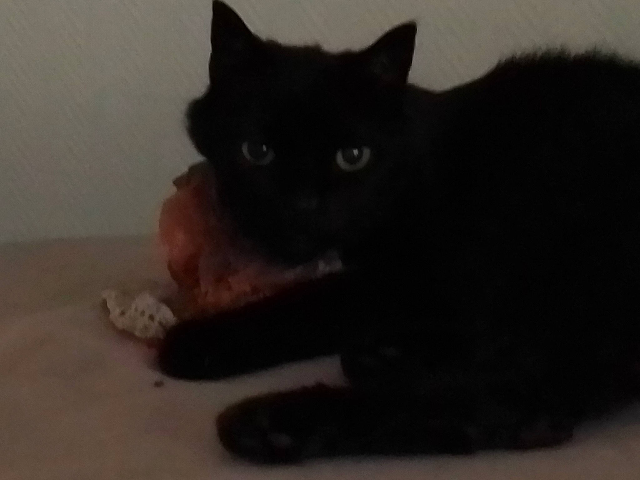 Fripouille participe au concours pour gagner de l'argent avec cette photo : asian, black, black_cat, bombay, british_shorthair, burmese, carnivore, cat, domestic_short_haired_cat, eye, felidae, fur, kitten, mammal, polydactyl_cat, small_to_medium_sized_cats, snout, vertebrate, whiskers