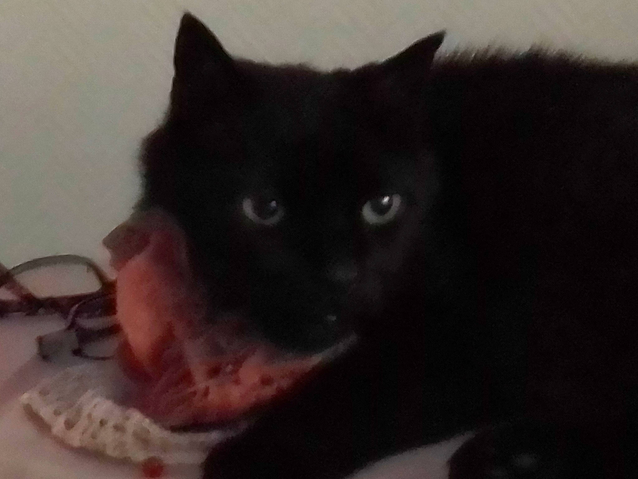 Fripouille a rejoint le concours — aidez-le/la à gagner de superbes lots ! black_cat, bombay, british_shorthair, burmese, carnivore, cat, domestic_short_haired_cat, felidae, fur, kitten, mammal, polydactyl_cat, small_to_medium_sized_cats, snout, vertebrate, whiskers