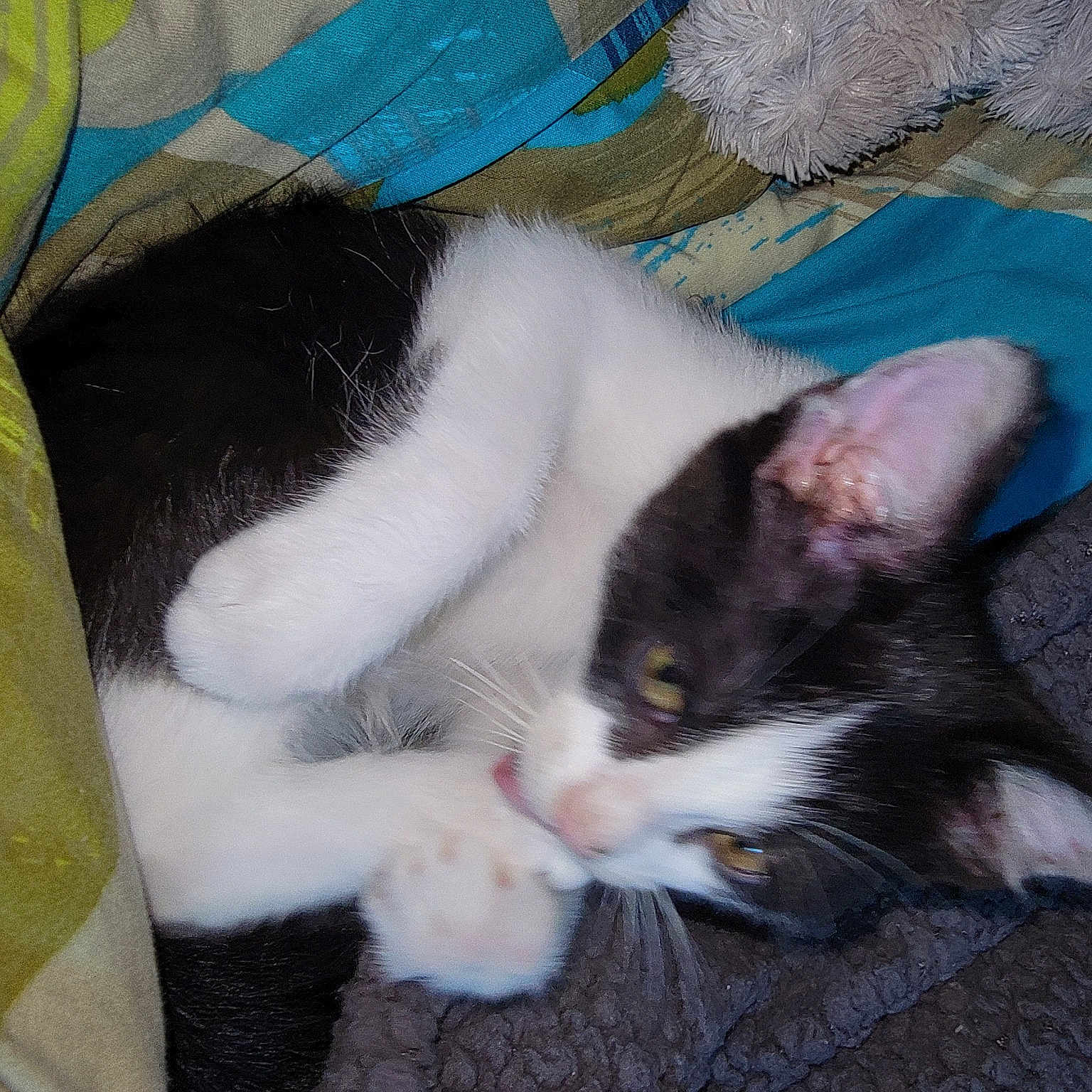 Stella