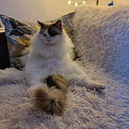 Jade a rejoint le concours — aidez-le/la à gagner de superbes lots ! animal, blanket, cat, comfortable, cozy, cushion, decorative_pillow, fairy_lights, fluffy, fur, furry, home, indoor, pet, relaxed, resting, sitting, soft, tail, whiskers