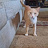 Goldielockz joined the competition — help win amazing prizes! cat, orange_cat, pet, carpet, living_room, furniture, couch, shelf, indoor, curious, animal, mammal, whiskers, ears, tail, floor, home, cozy, domestic, feline