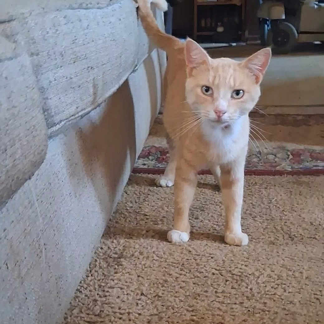 Goldielockz joined the competition — help win amazing prizes! cat, orange_cat, pet, carpet, living_room, furniture, couch, shelf, indoor, curious, animal, mammal, whiskers, ears, tail, floor, home, cozy, domestic, feline