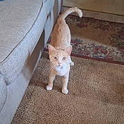 Goldielockz joined the competition — help win amazing prizes! cat, orange_cat, indoor, carpet, couch, furniture, rug, pet, animal, curious, looking_up, living_room, home, cozy, domestic_cat, whiskers, tail, four_legs, cute, mammal