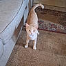cat, orange_cat, indoor, carpet, couch, furniture, rug, pet, animal, curious, looking_up, living_room, home, cozy, domestic_cat, whiskers, tail, four_legs, cute, mammal
