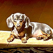 Bubbles is registered to the contest to win money with this photo: dog, dachshund, pet, animal, indoor, sunlight, tile_floor, brown_wall, relaxed, lying_down, small_dog, canine, cute, paws, fur, domestic_animal, companion, sunbeam, shadow, resting