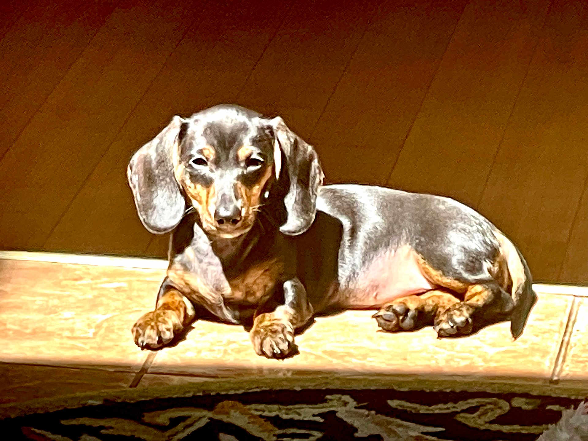 Bubbles is registered to the contest to win money with this photo: dog, dachshund, pet, animal, indoor, sunlight, tile_floor, brown_wall, relaxed, lying_down, small_dog, canine, cute, paws, fur, domestic_animal, companion, sunbeam, shadow, resting