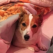 Dynamite a rejoint le concours — aidez-le/la à gagner de superbes lots ! cardigan_welsh_corgi, carnivoran, companion_dog, dog, dog_breed, dog_breed_group, dog_like_mammal, ear, pembroke_welsh_corgi, snout, welsh_corgi