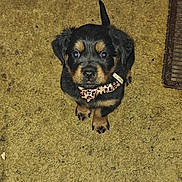 River is registered to the contest to win money with this photo: animal, black, bowtie, brown, carpet, collar, cute, dog, domestic, ears, floor, fur, indoor, looking_up, pet, puppy, rottweiler, small, tail, young